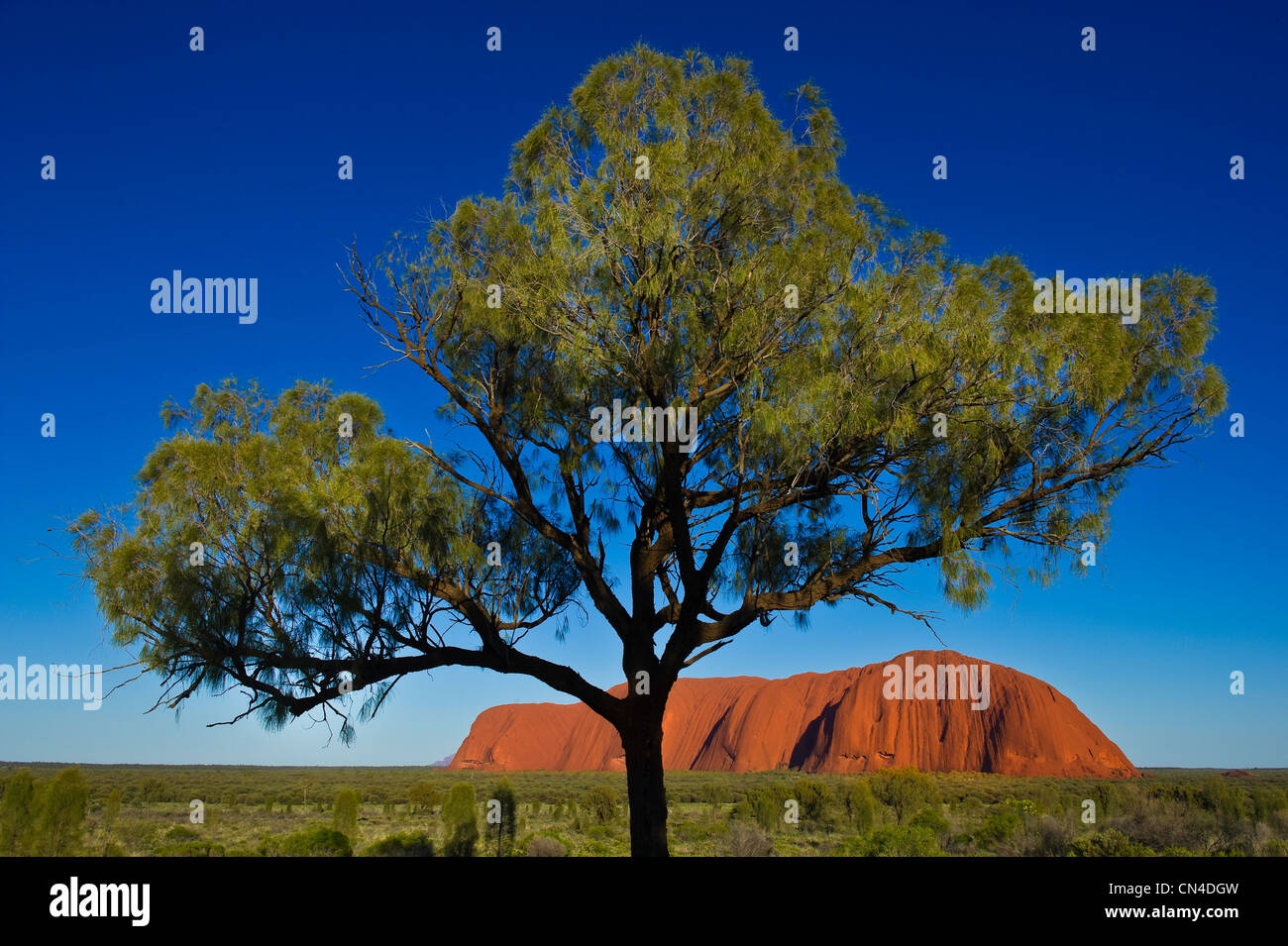 L'Australie, Territoire du Nord, le Parc National d'Uluru-Kata Tjuta classé au Patrimoine Mondial de l'UNESCO, l'Ayers Rock ou Uluru , Banque D'Images