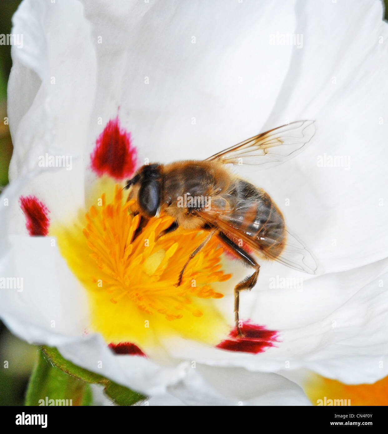 Le miel d'abeilles Apis mellifera (abeille ou'abeille à miel) Banque D'Images
