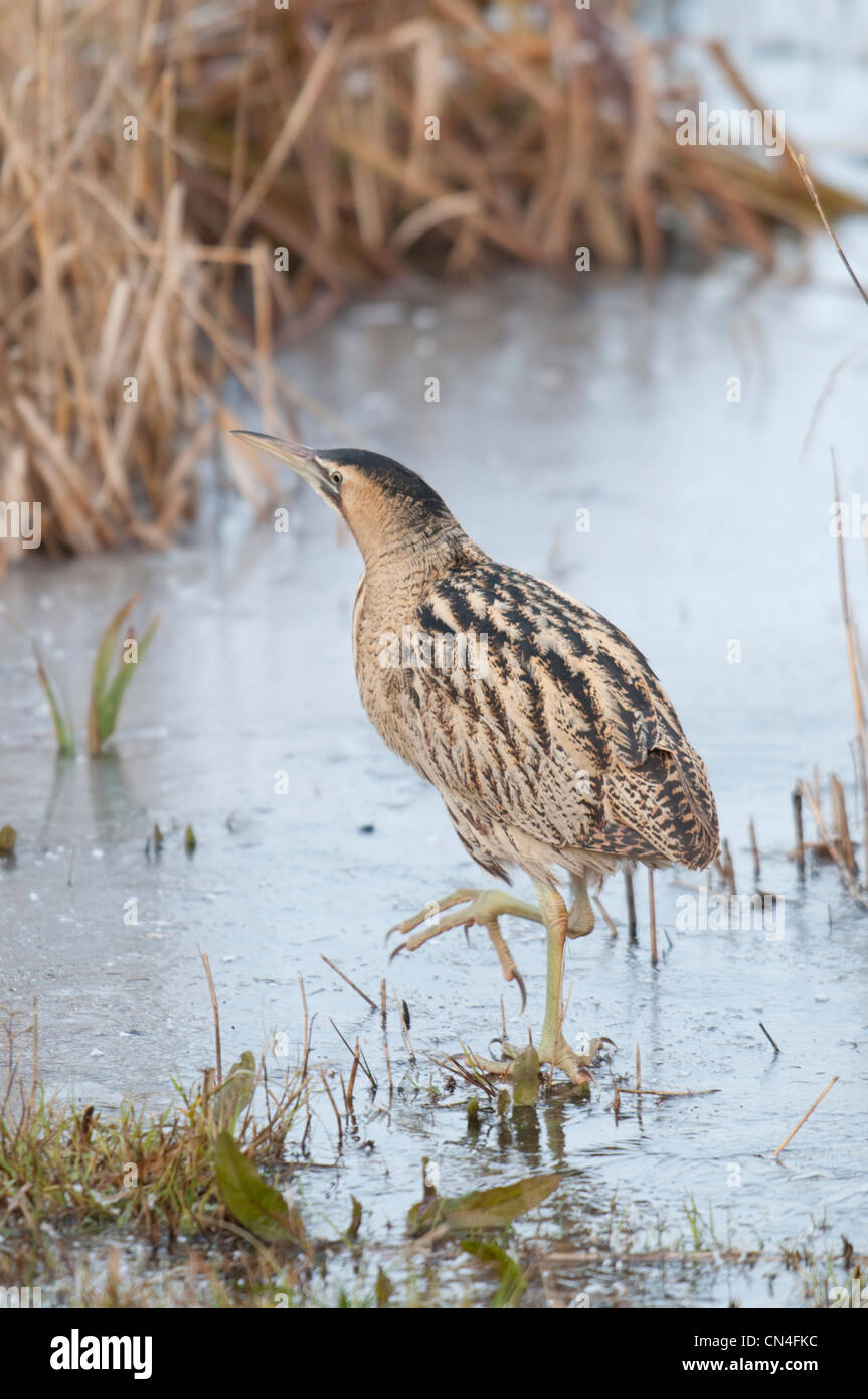 Bittern Botaurus stellaris, marcher sur la glace entre les roseaux. Rye Harbour, Sussex, UK Banque D'Images