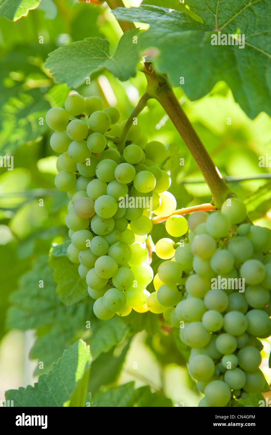 France, Alsace, Colmar, vigne et raisin vigne Eguisheim Banque D'Images