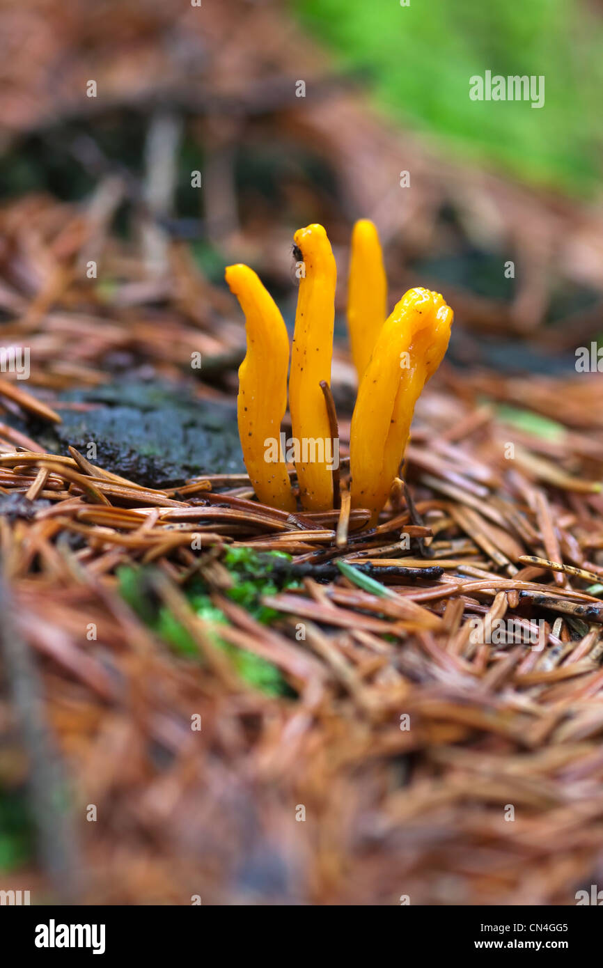 Champignon - champignon club - Champignon de corail jaune Banque D'Images