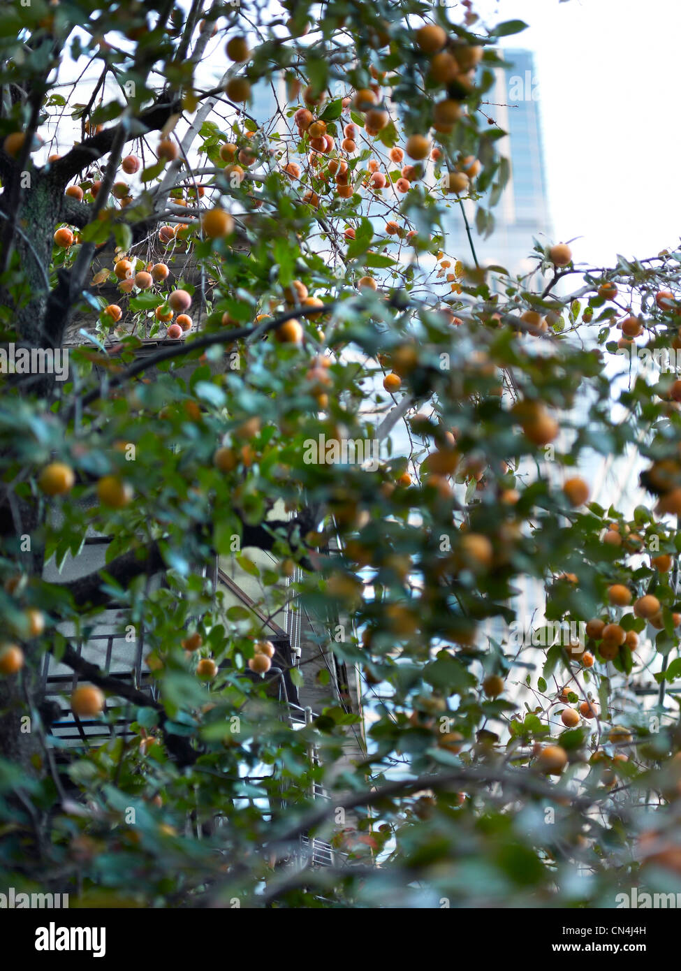 Japon, Tokyo, caractéristique : le Palais de Tokyo, l'arbre fruitier Banque D'Images