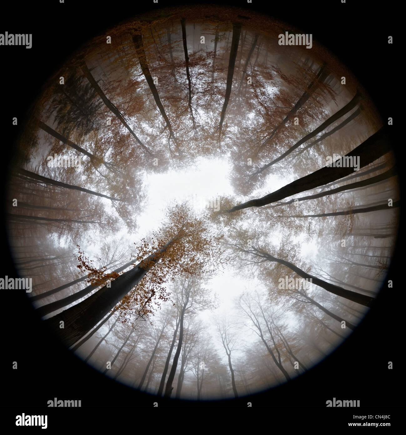 Vue fisheye de forêt d'automne dans le brouillard Banque D'Images