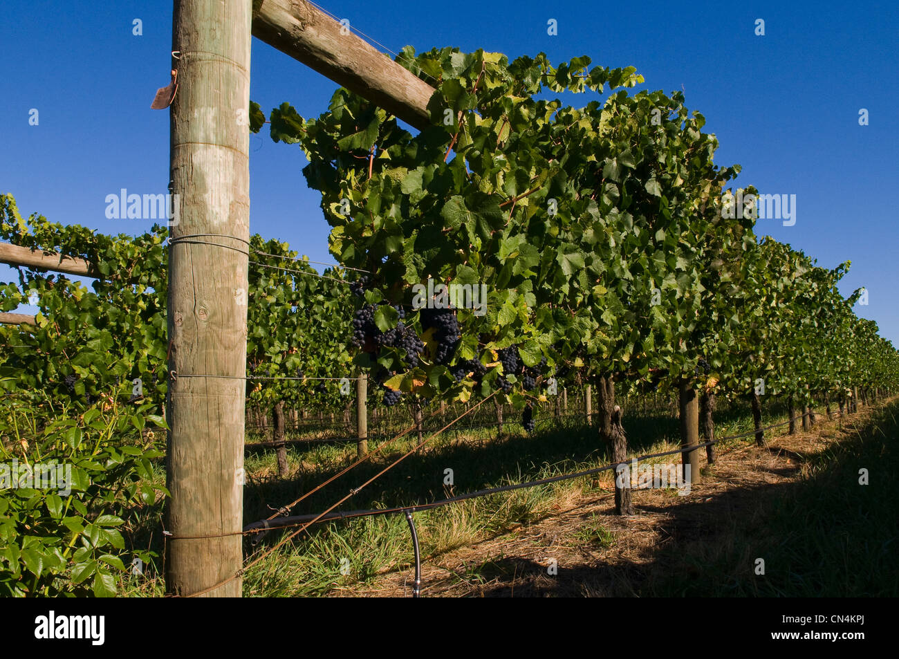 L'Australie, Victoria, région viticole de la Yarra Valley au nord-est de Melbourne, Richmond Winery Banque D'Images