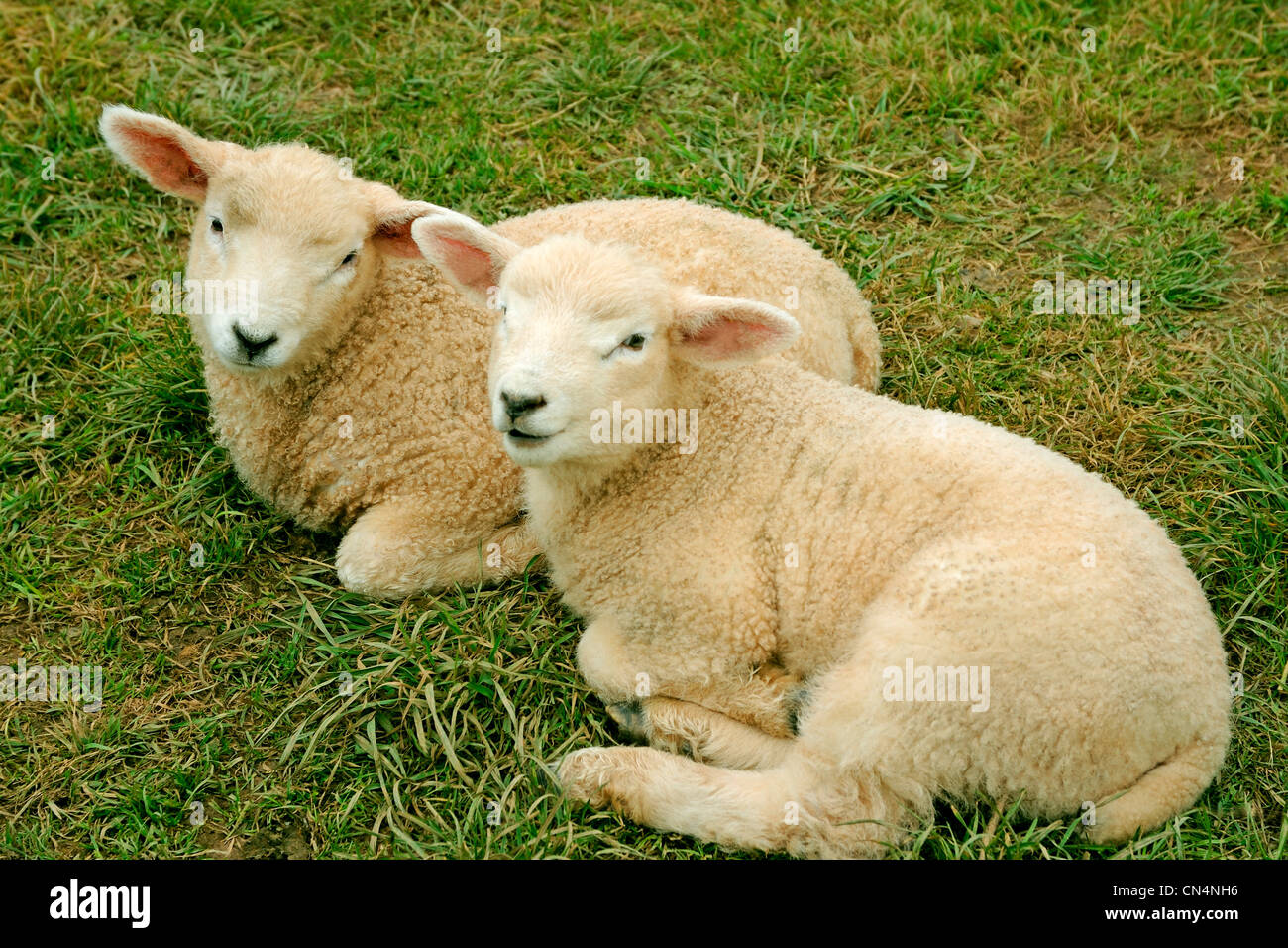 Deux agneaux Agneaux 2 Banque D'Images