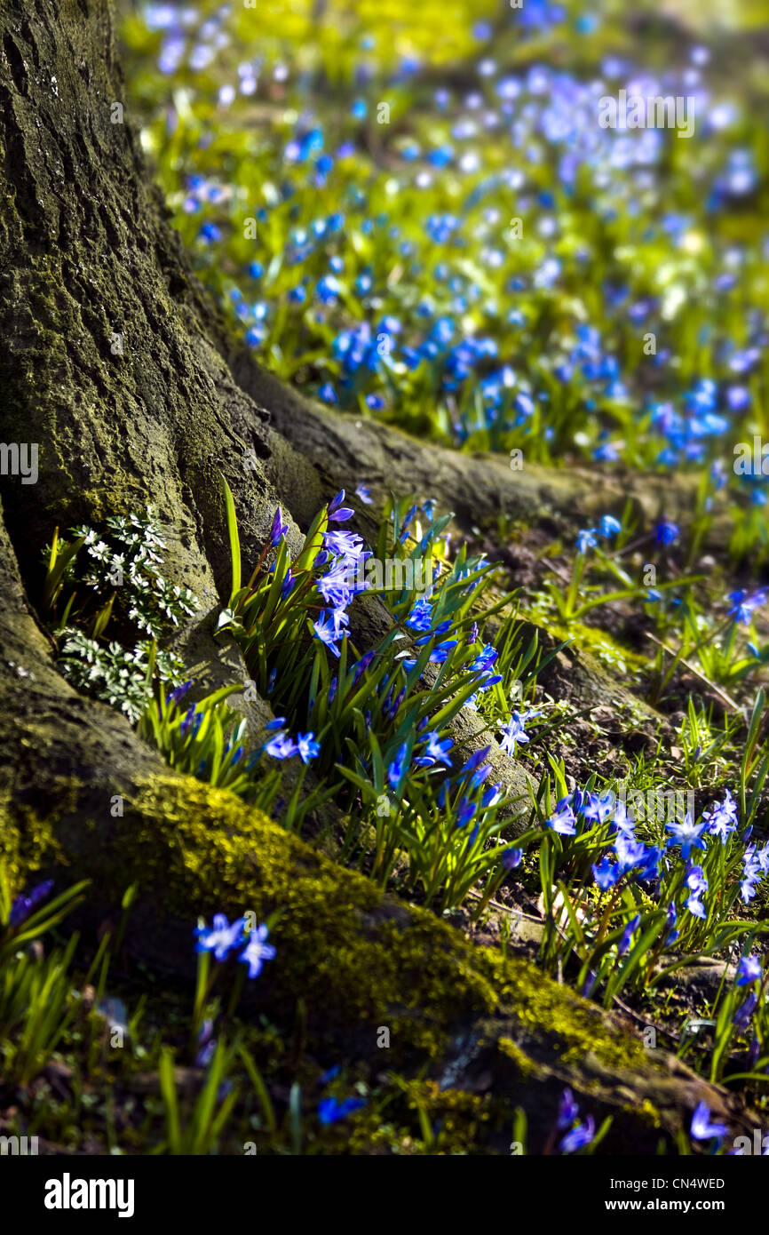 Scilla siberica 'Spring Beauty' ou Sibérien Squill blooming comme un tapis bleu sous les arbres à la fin de l'hiver Banque D'Images