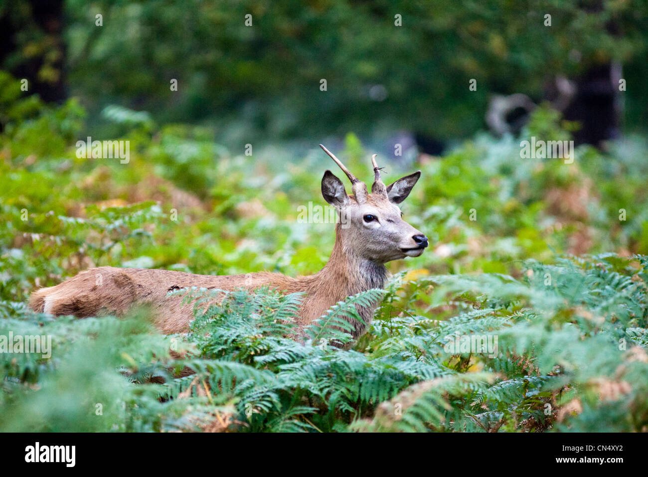 Les jeunes Red Deer stag - Cervus elaphus de Woodland, Richmond Park, Royaume-Uni Banque D'Images