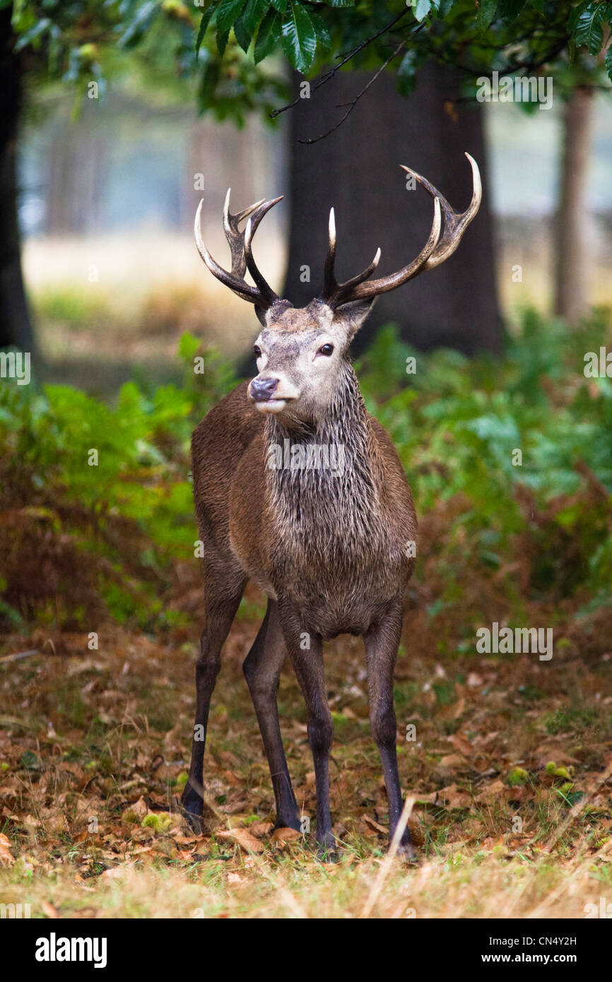 Red Deer en forêt à Richmond Park, Royaume-Uni Banque D'Images