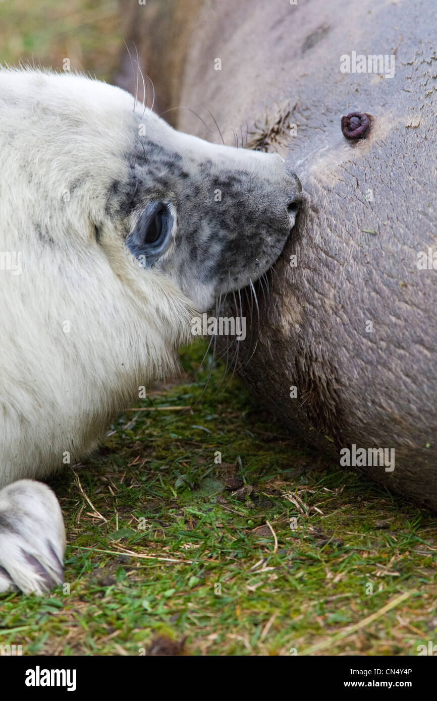 - Le phoque gris Halichoerus grypus - pup suckling, Donna Nook, UK Banque D'Images