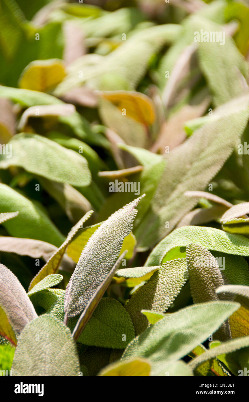 Close up vertical de l'herbe sauge, Salvia officinalis poussant dans un jardin au soleil. Banque D'Images