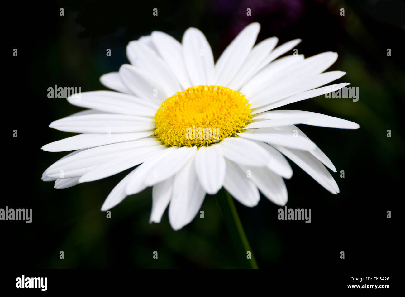 Close up horizontale d'une seule ou oxeye daisy, Chrysanthemum leucanthemum snowcap, sur un fond sombre. Banque D'Images