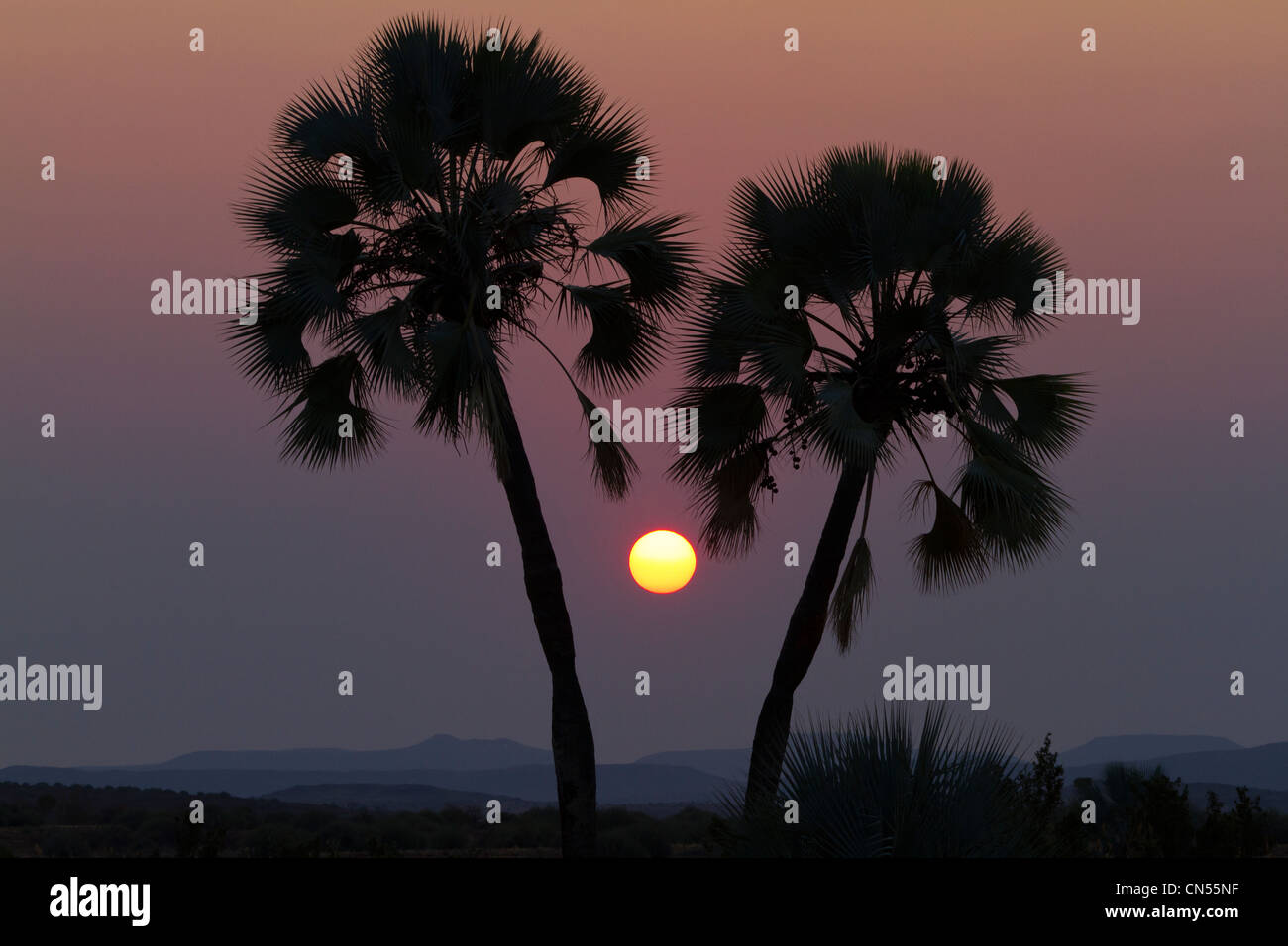 La Namibie, Damaraland, palmier, coucher du soleil Banque D'Images