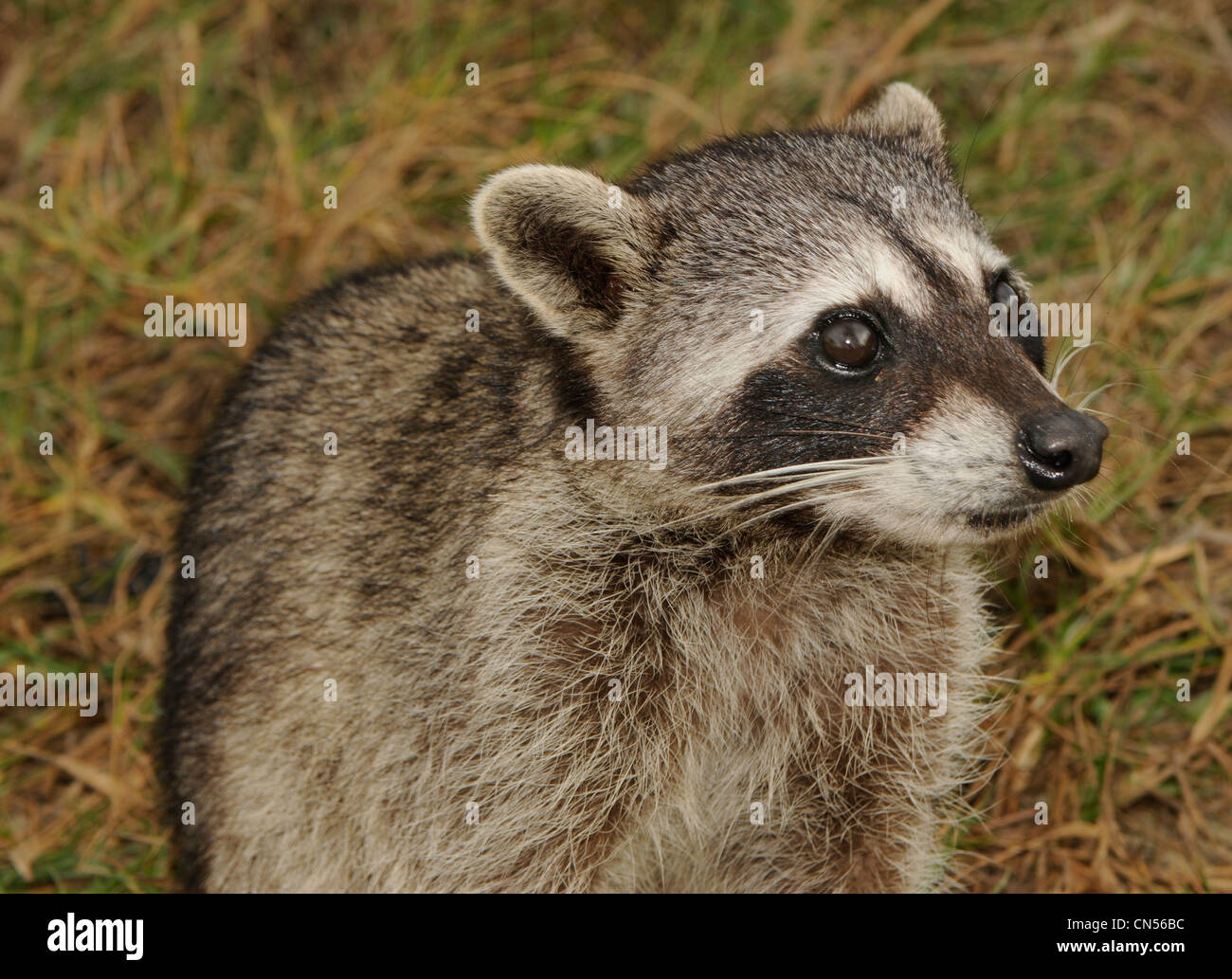 Cozumel raton laveur (Procyon pygmaeus) Banque D'Images