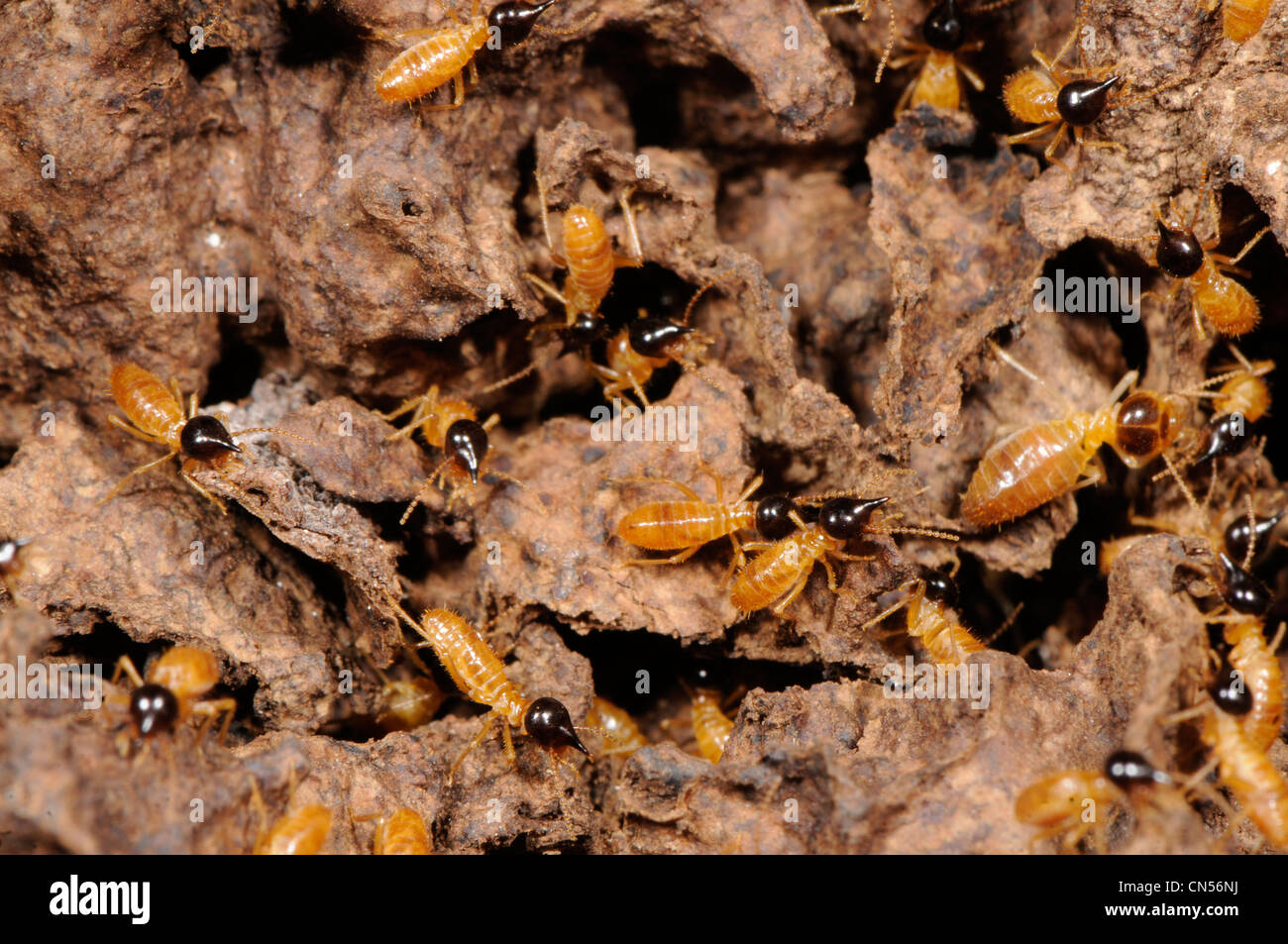 Les termites Nasutitermes, photographié au Mexique Banque D'Images