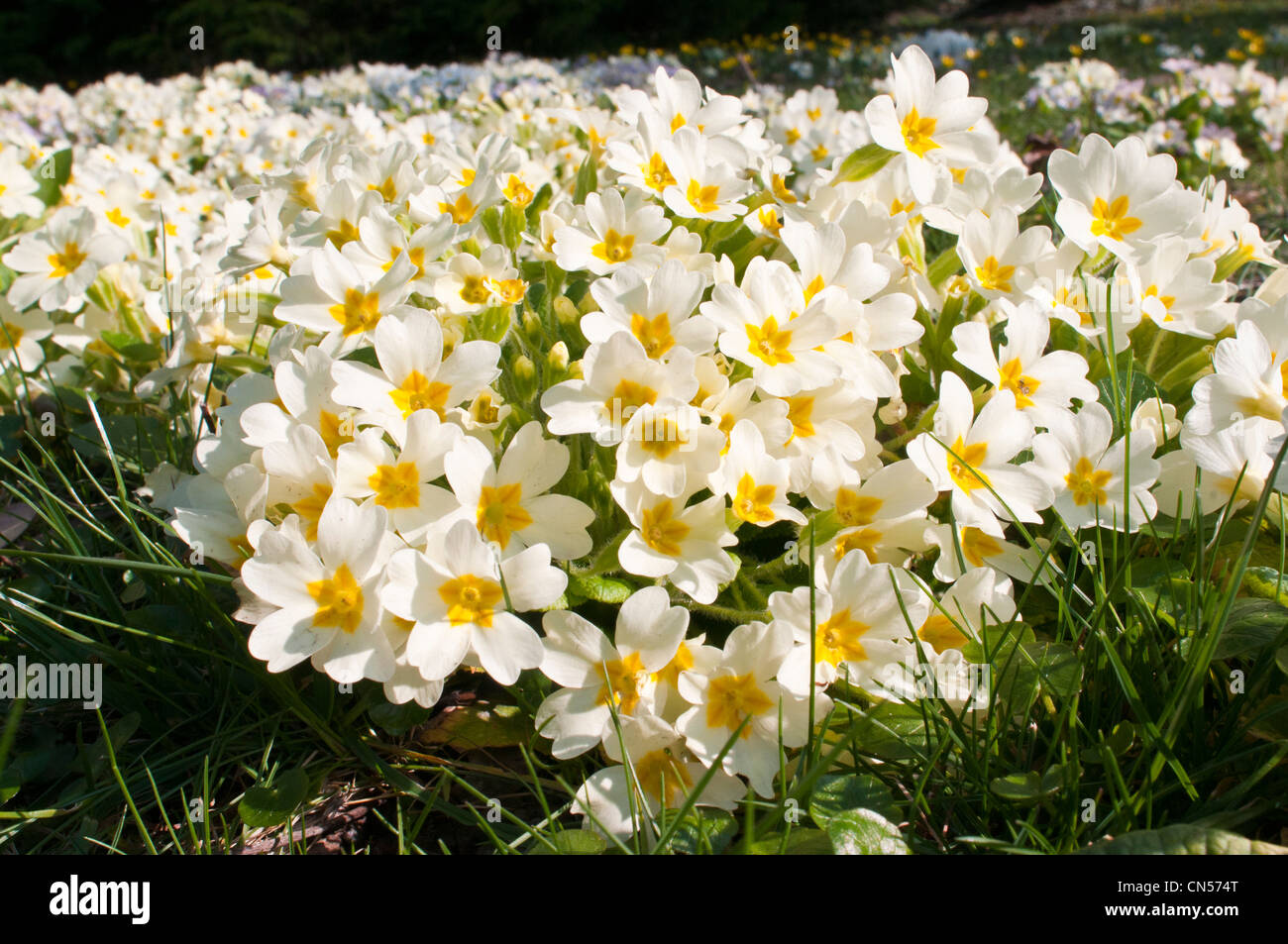 France, Isère, St Martin d'Hères, le campus, l'arboretum Robert Ruffier des Cèdres 5 au printemps Banque D'Images
