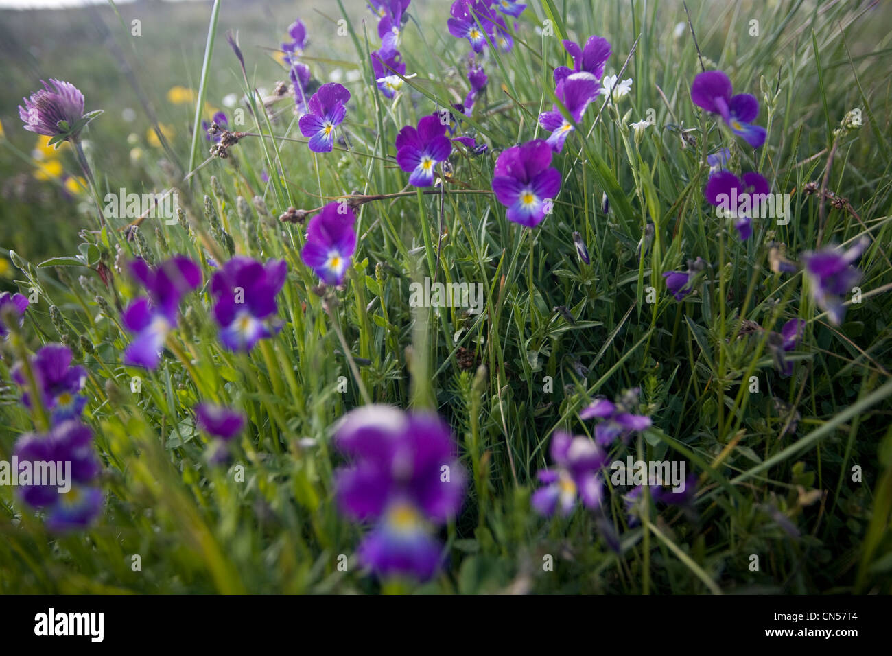 La France, l'Ardèche, les sucs (anciens volcans), Monts d'Ardèche Parc Naturel Régional, Sainte Eulalie, fleurs violettes Banque D'Images