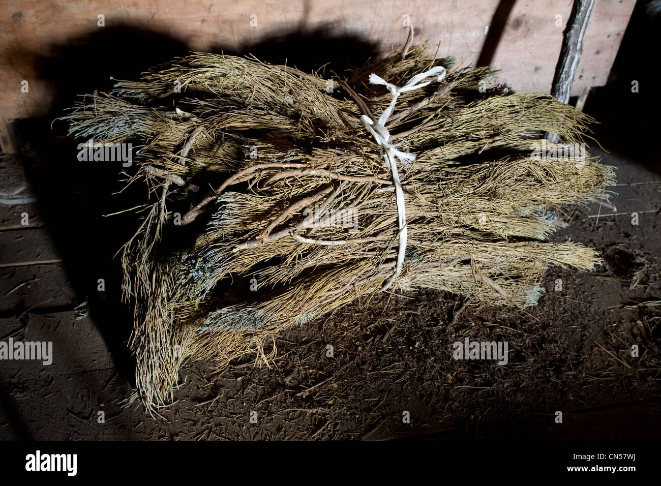 La France, l'Ardèche, les sucs (anciens volcans), Monts d'Ardèche Parc Naturel Régional, genet à sec pour la construction du toit Banque D'Images