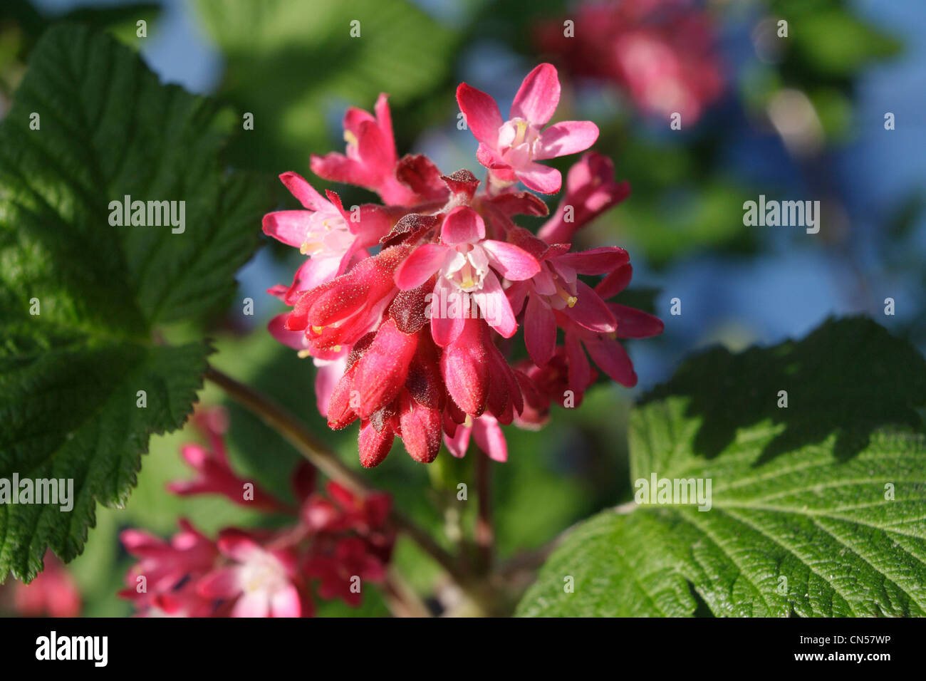 Les fleurs de Ribes sanguineum Banque D'Images