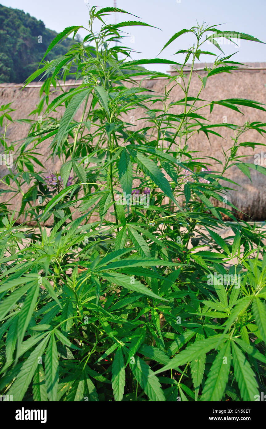 Le cannabis (marijuana) plante poussant dans les tribus des collines Village Museum et jardins, près de Chiang Mai, la province de Chiang Mai, Thaïlande Banque D'Images