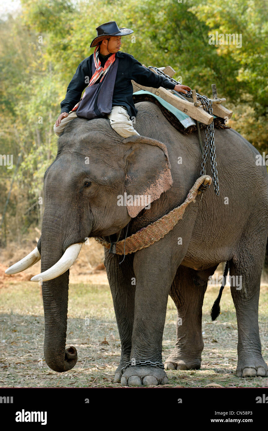 Laos, Sainyabuli Province, Hongsa, Festival de l'éléphant, de démonstration de la formation par les mahouts Banque D'Images