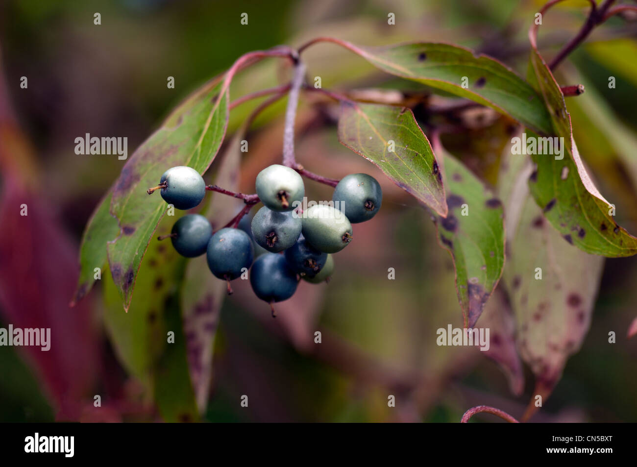 Blue berries baies Banque D'Images