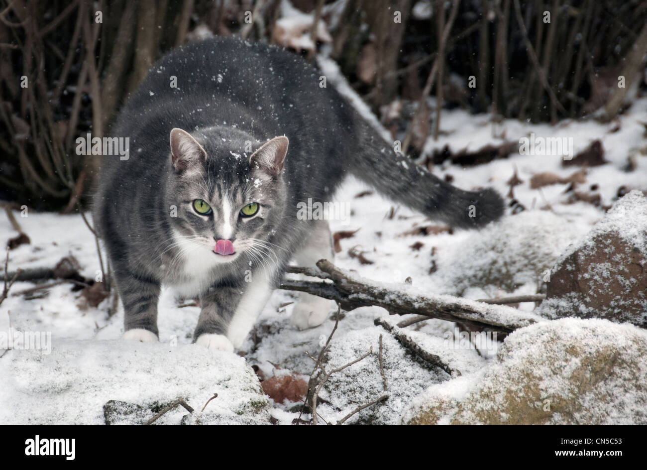 Chat Tigre Gris Et Blanc Dans La Neige De Lecher Ses Levres Photo Stock Alamy Chat Tigre Gris Et Blanc Dans La Neige De Lecher Ses Levres Photo Stock Alamy