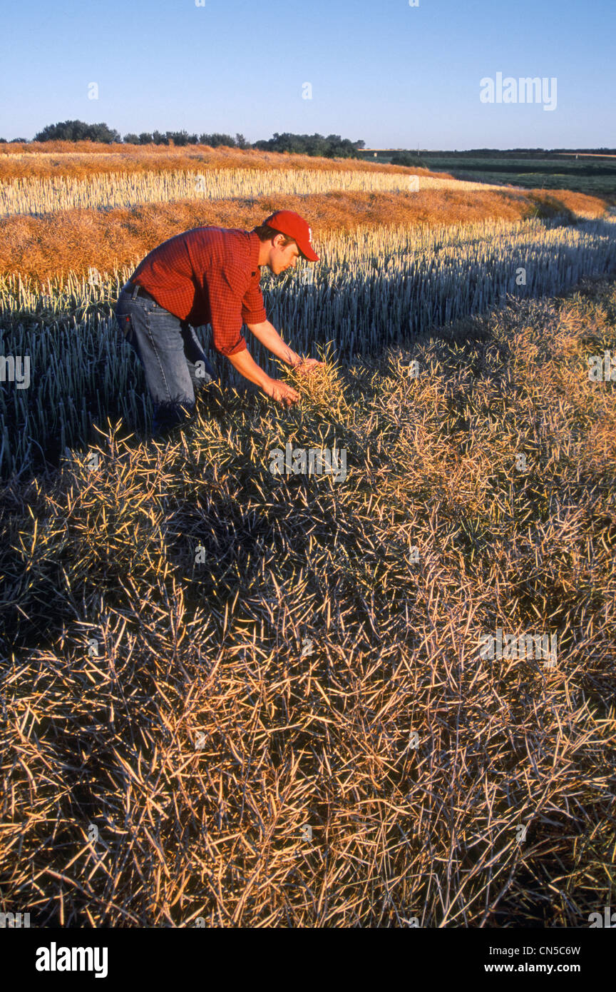 Agriculteur de champ de canola, Tiger Hills, au Manitoba Banque D'Images