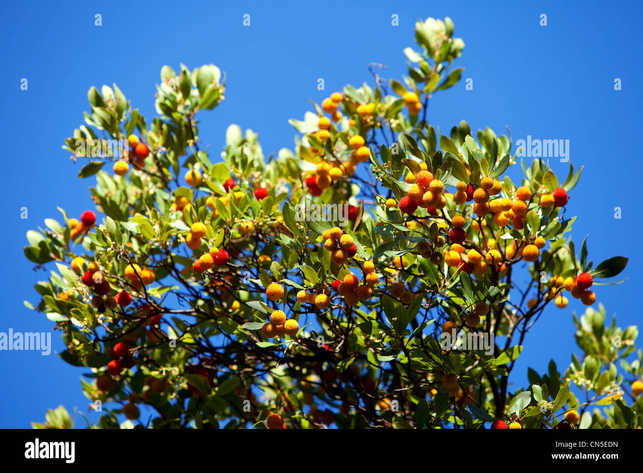 France, Bouches du Rhône, Marseille, 11e arrondissement, Saint Menet, Parc des 7 collines (Sept Collines Park), Colline de la Banque D'Images