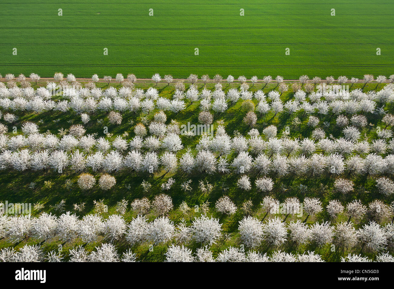 France, Val d'Oise, La Chapelle en Vexin, cerisiers en fleur (vue aérienne) Banque D'Images