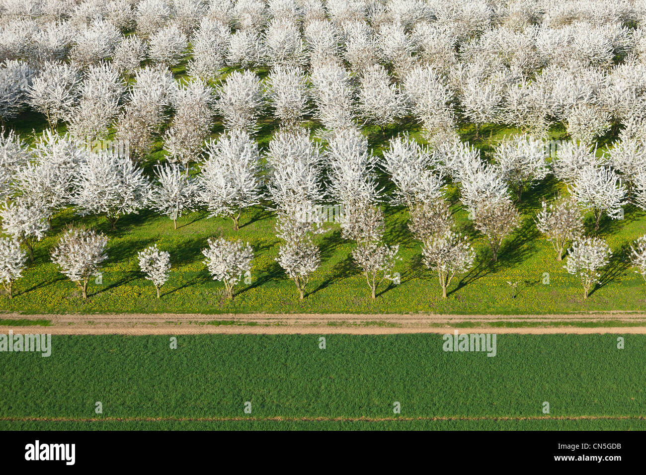 France, Val d'Oise, La Chapelle en Vexin, cerisiers en fleur (vue aérienne) Banque D'Images