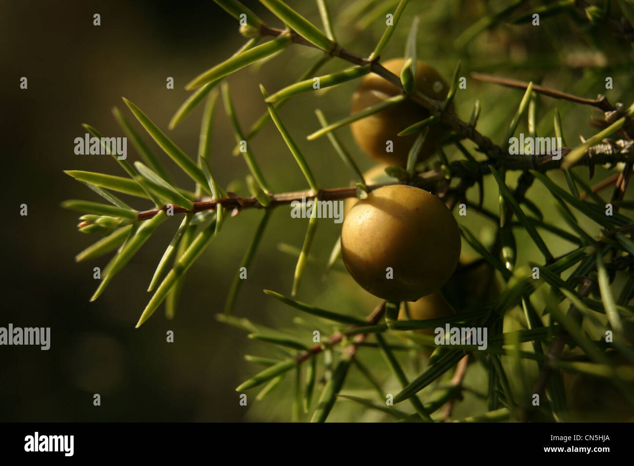 Photo : Steve Race - Genévrier (Juniperus Communis) Petits fruits mûrir sur l'arbre, Catalunya, Espagne. Banque D'Images