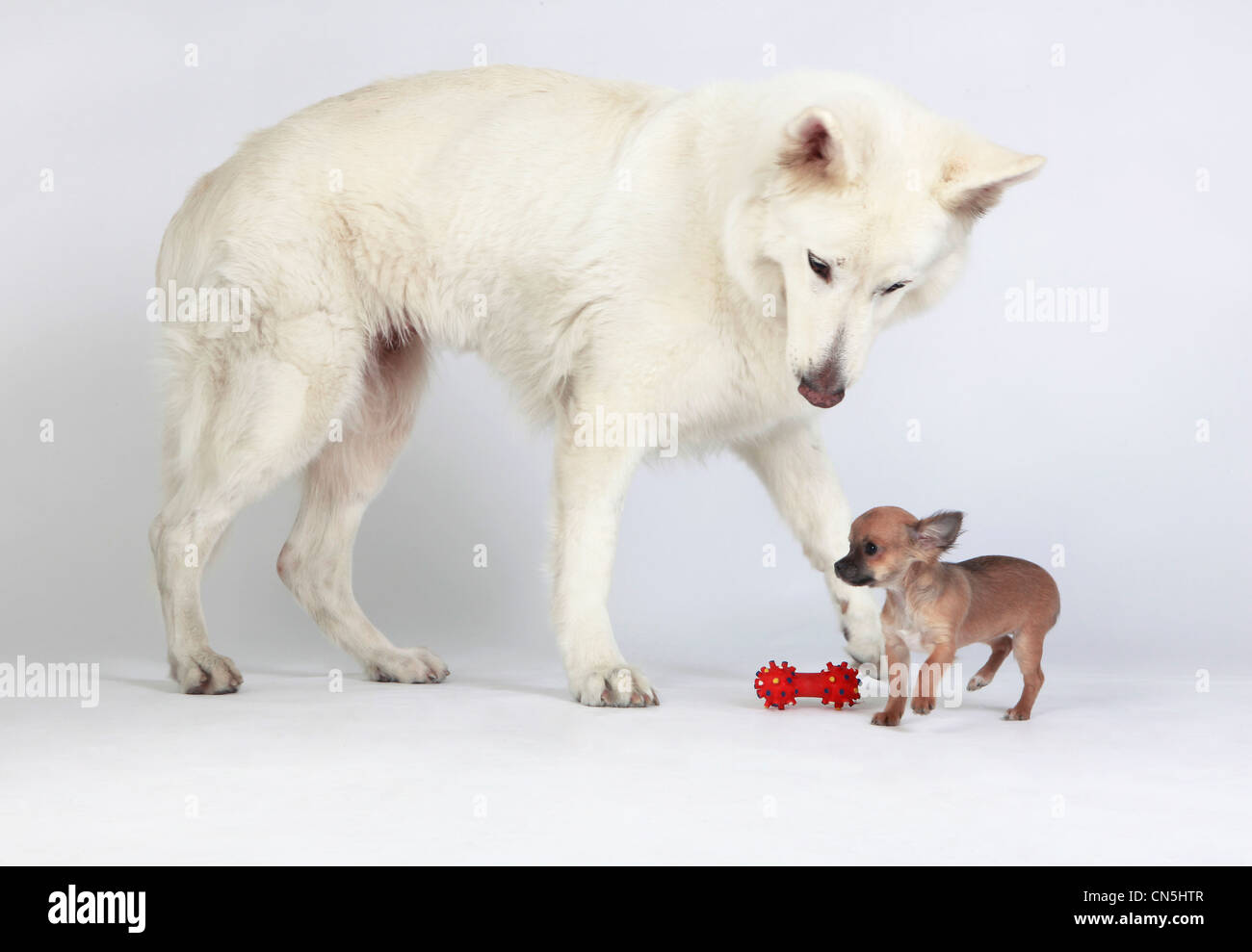 Berger Allemand blanc jouant avec Chihuahua puppy Banque D'Images