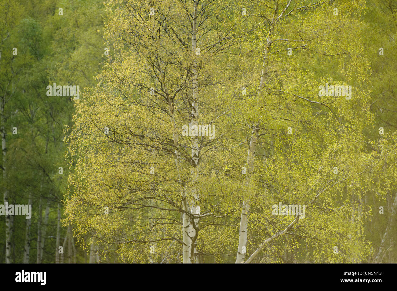 Bouleau (Betula verrucosa) au printemps, France Banque D'Images