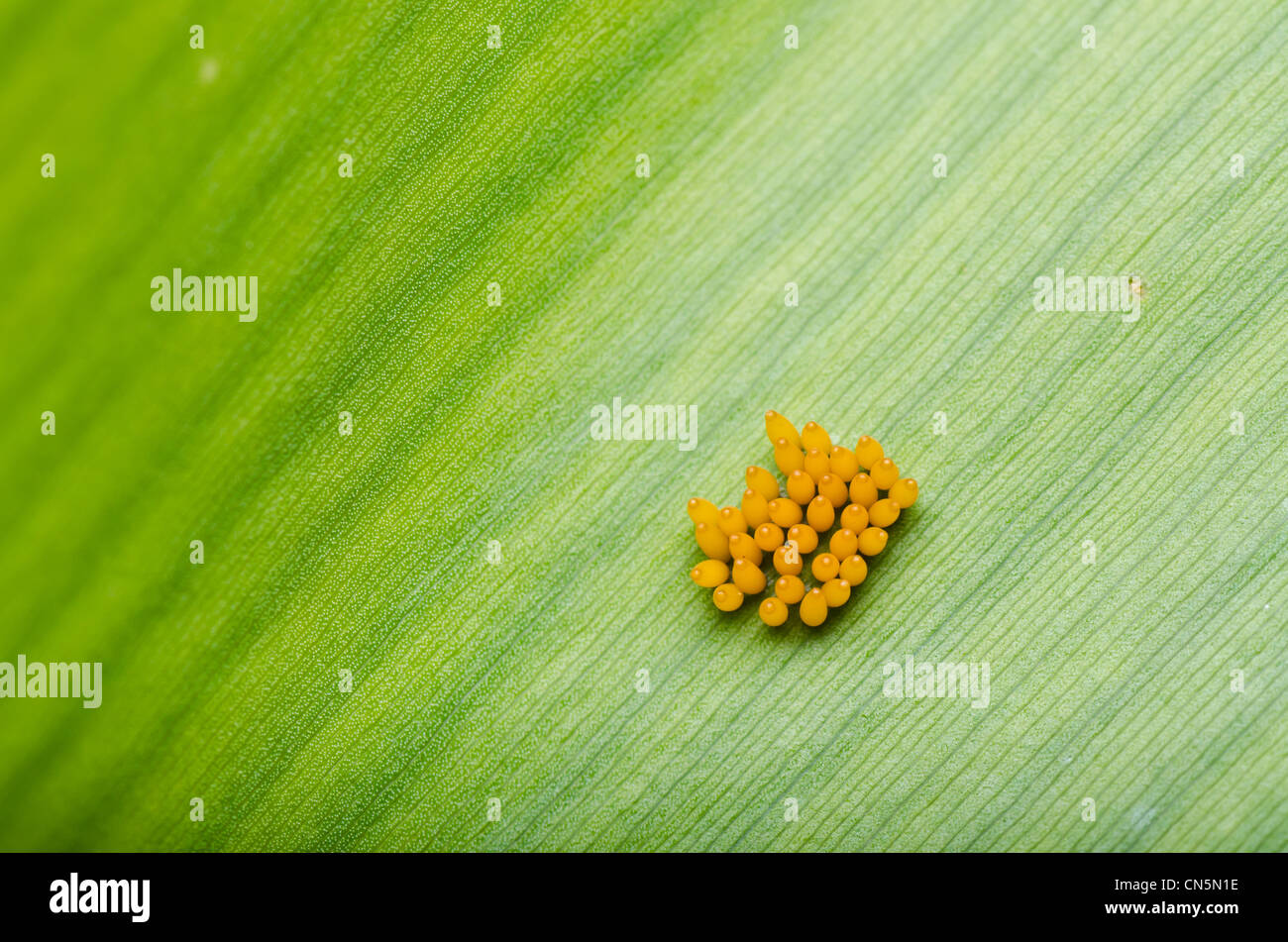Oeuf coccinelle sur feuille dans la nature verte Banque D'Images