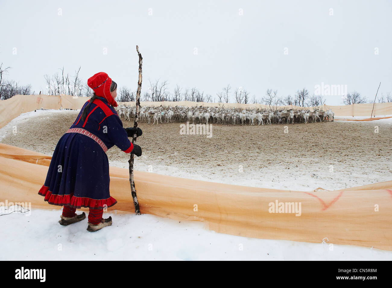 La Norvège, Laponie, comté de Finnmark, Karasjok, la grande migration annuelle reinder, reiders dans le tris des corrals Banque D'Images