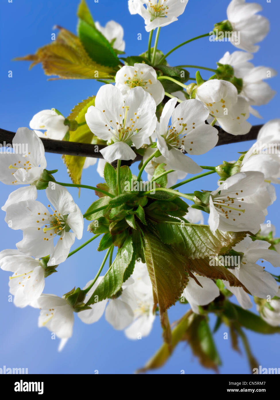 Printemps frais flowering cherry blossom sur l'arbre Banque D'Images