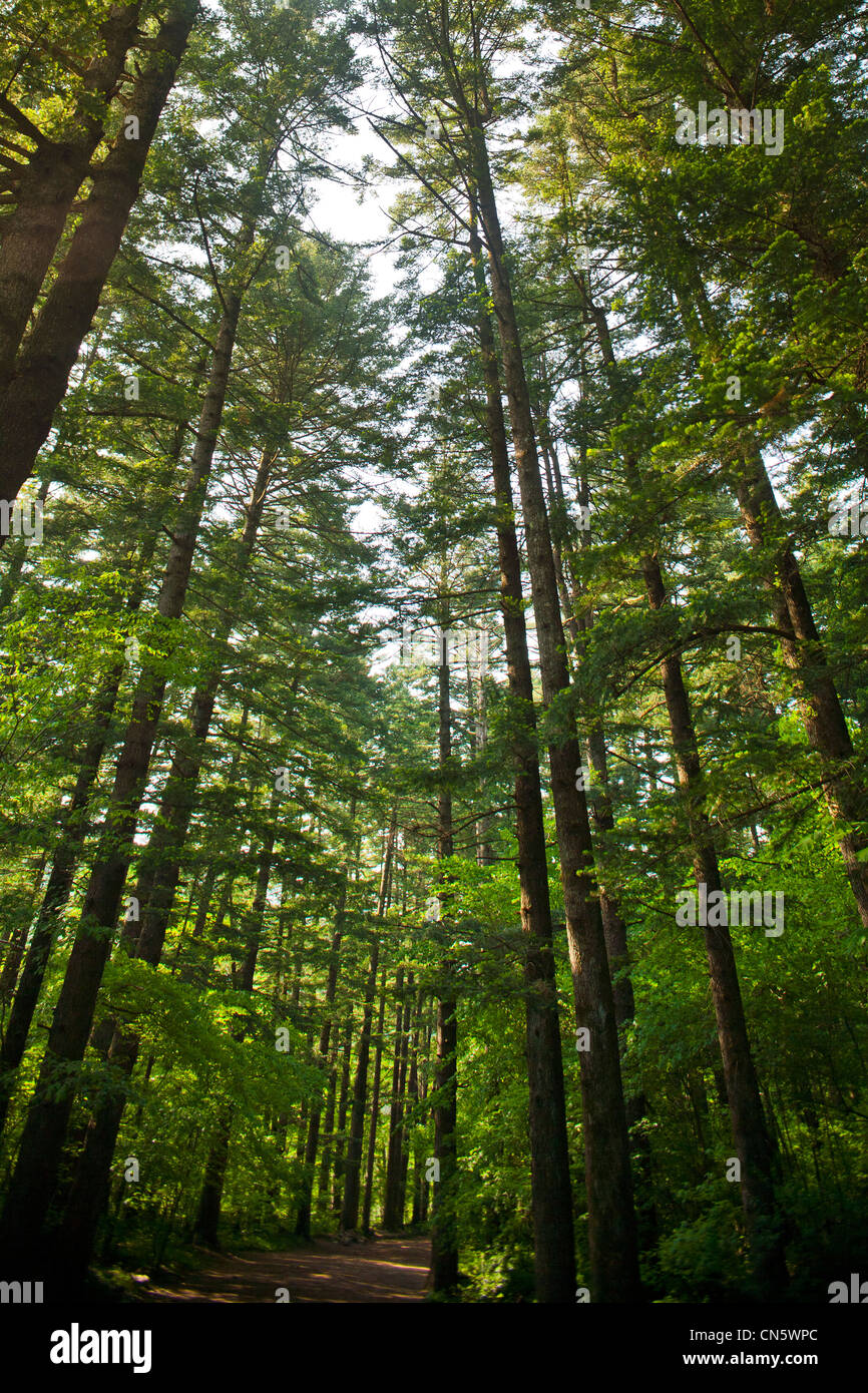 La Corée du Sud, la province de Gangwon, Odaesan Parc National, de grands arbres Banque D'Images