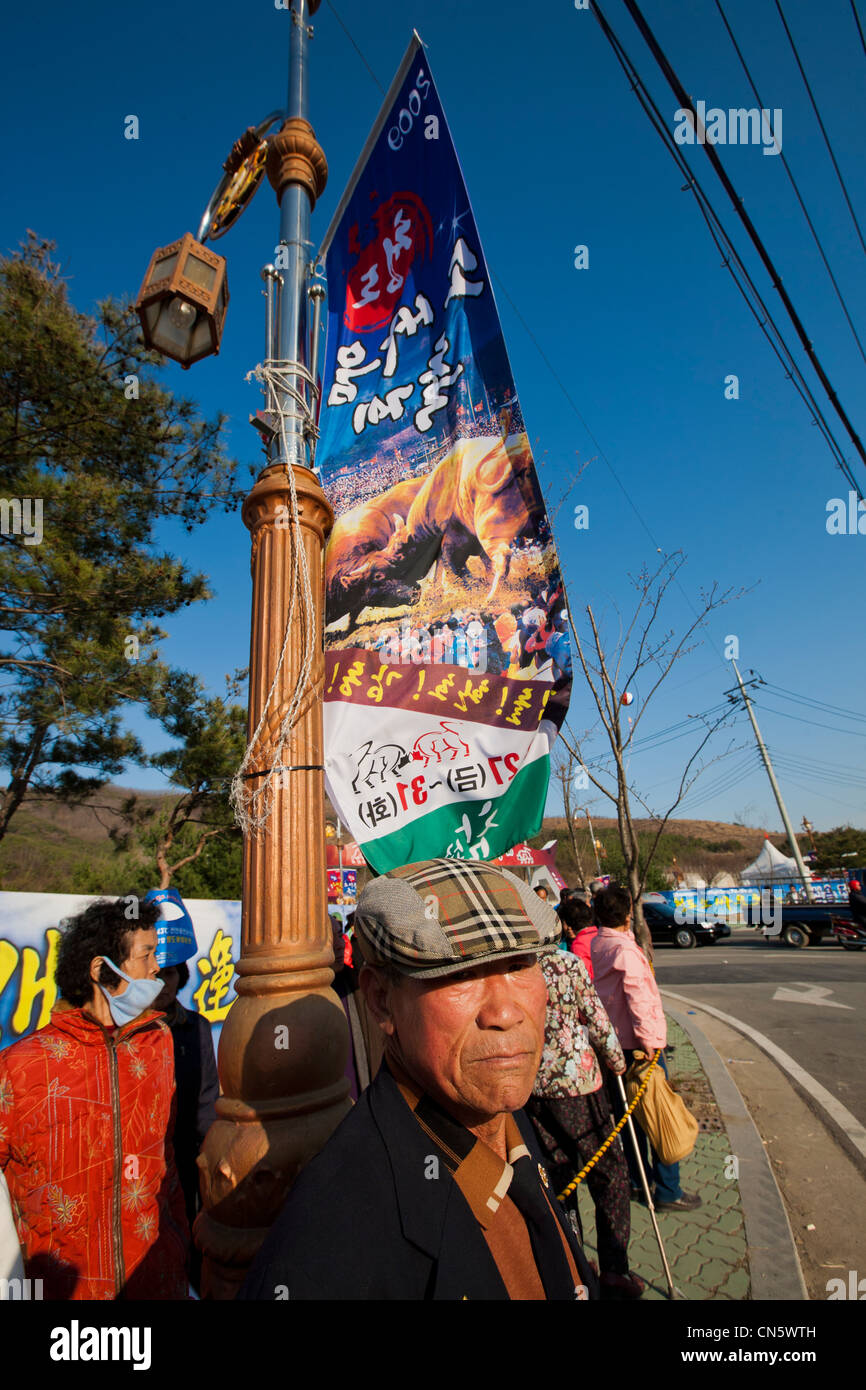 La Corée du Nord, Province, Cheongdo Gyeongsan, coréen homme en face d'une affiche publicitaire un festival de tauromachie Banque D'Images