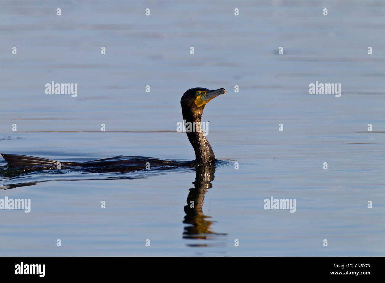 Cormorant. Phalacrocurax cabo (Phalacrocoracidae Banque D'Images
