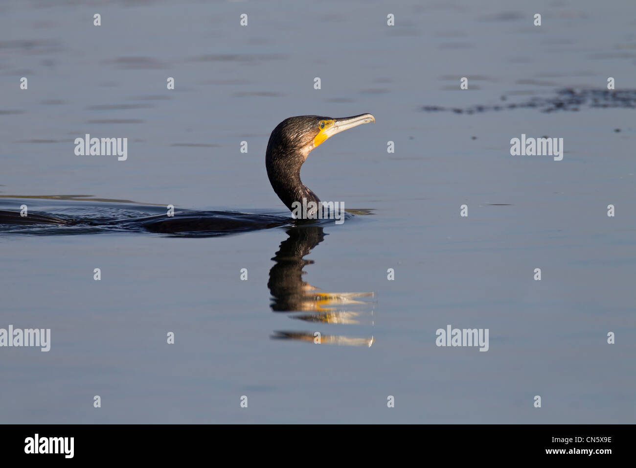 Cormorant. Phalacrocurax cabo (Phalacrocoracidae Banque D'Images