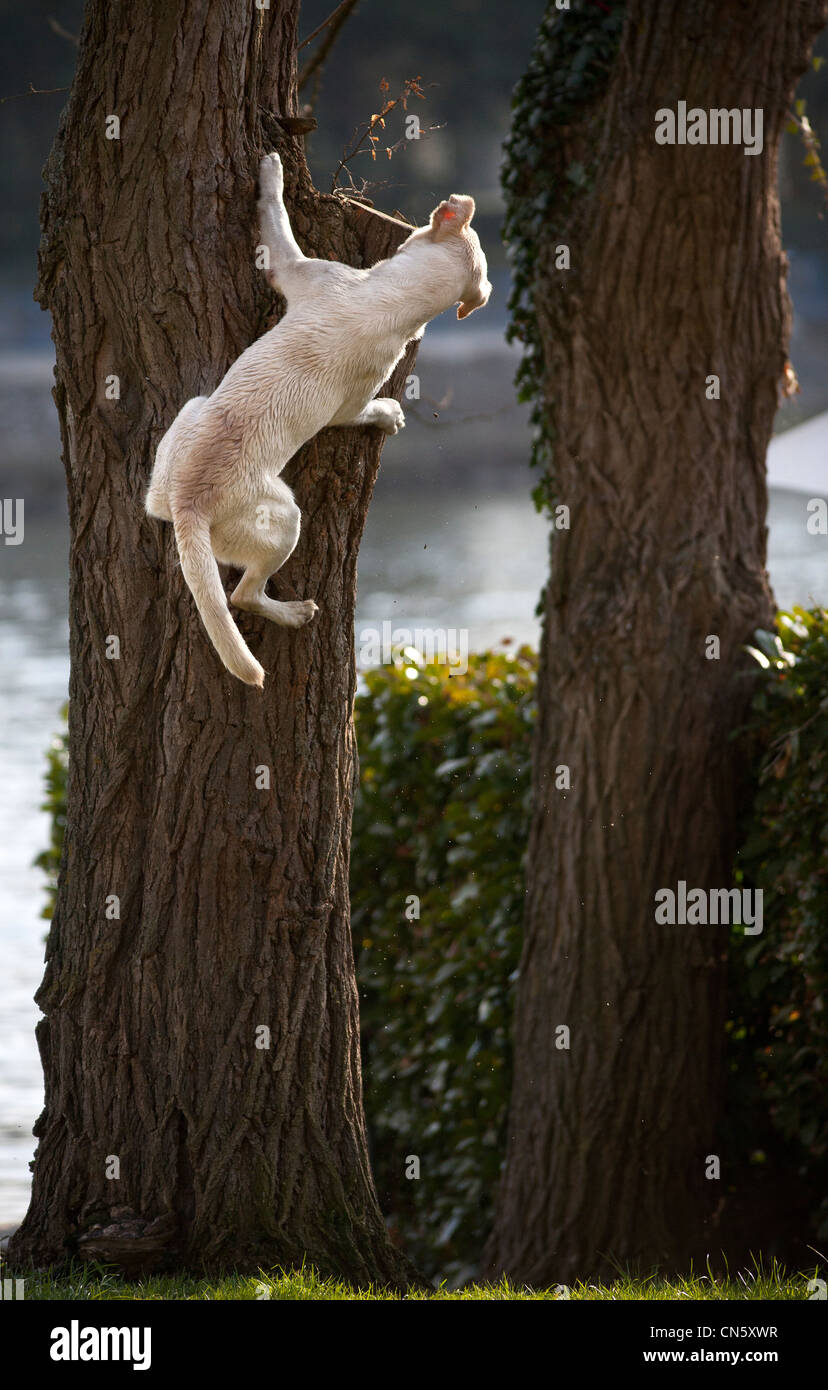 Un Labrador retriever sauter à un arbre dans un parc de Vichy (France). Chien Labrador sautant après un arbre (Vichy - France). Banque D'Images