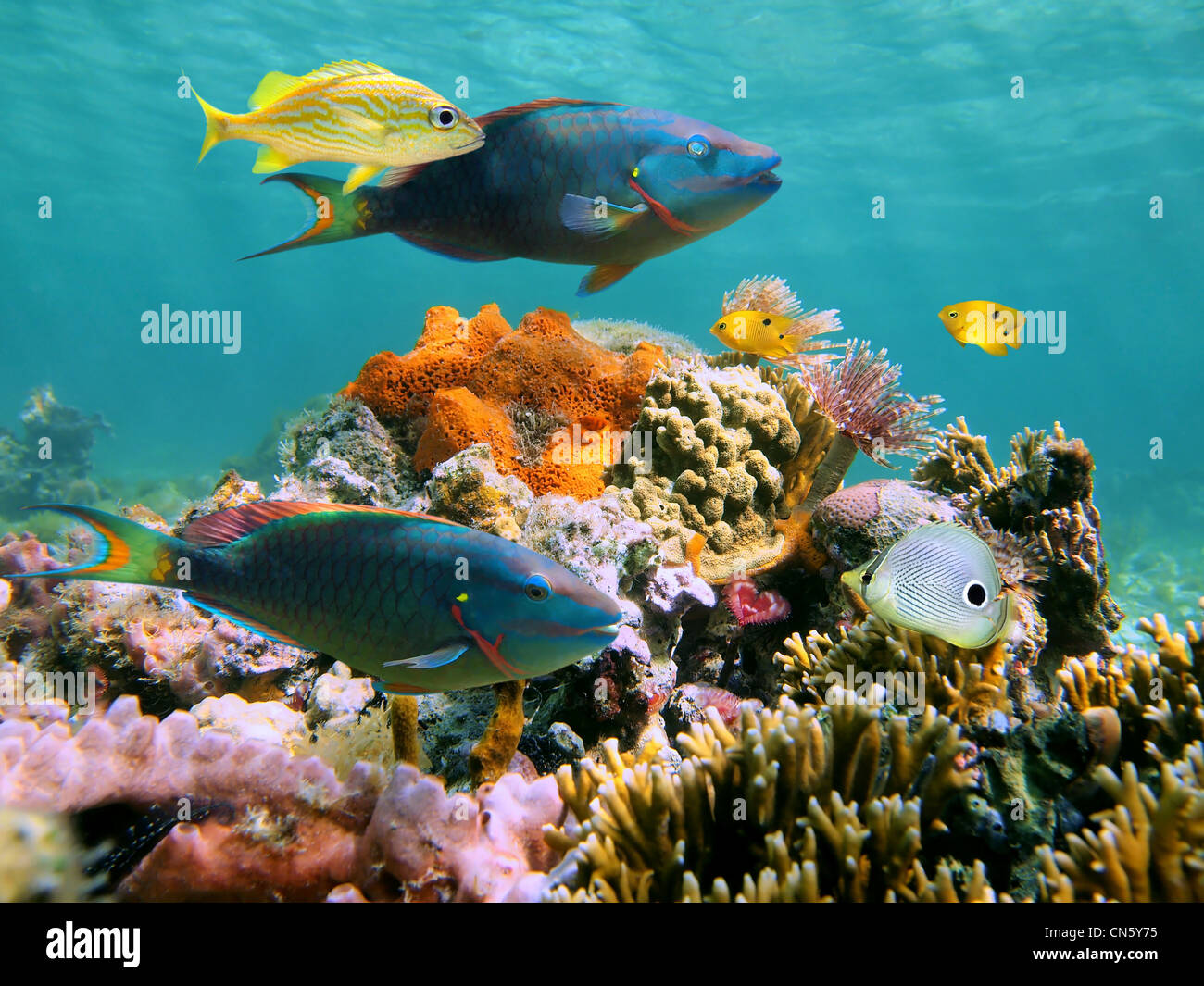 Poissons tropicaux colorés et la vie marine dans un récif de corail Banque D'Images