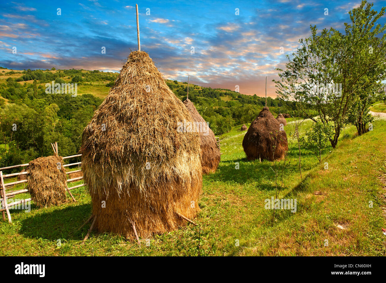 Foin traditionnel ricks dans un bois de champ près de la Maramures, Transylvania, Sighlet Banque D'Images