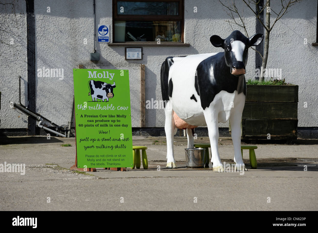 Molly le milkable fresian cow white post farm Norfolk england uk Banque D'Images