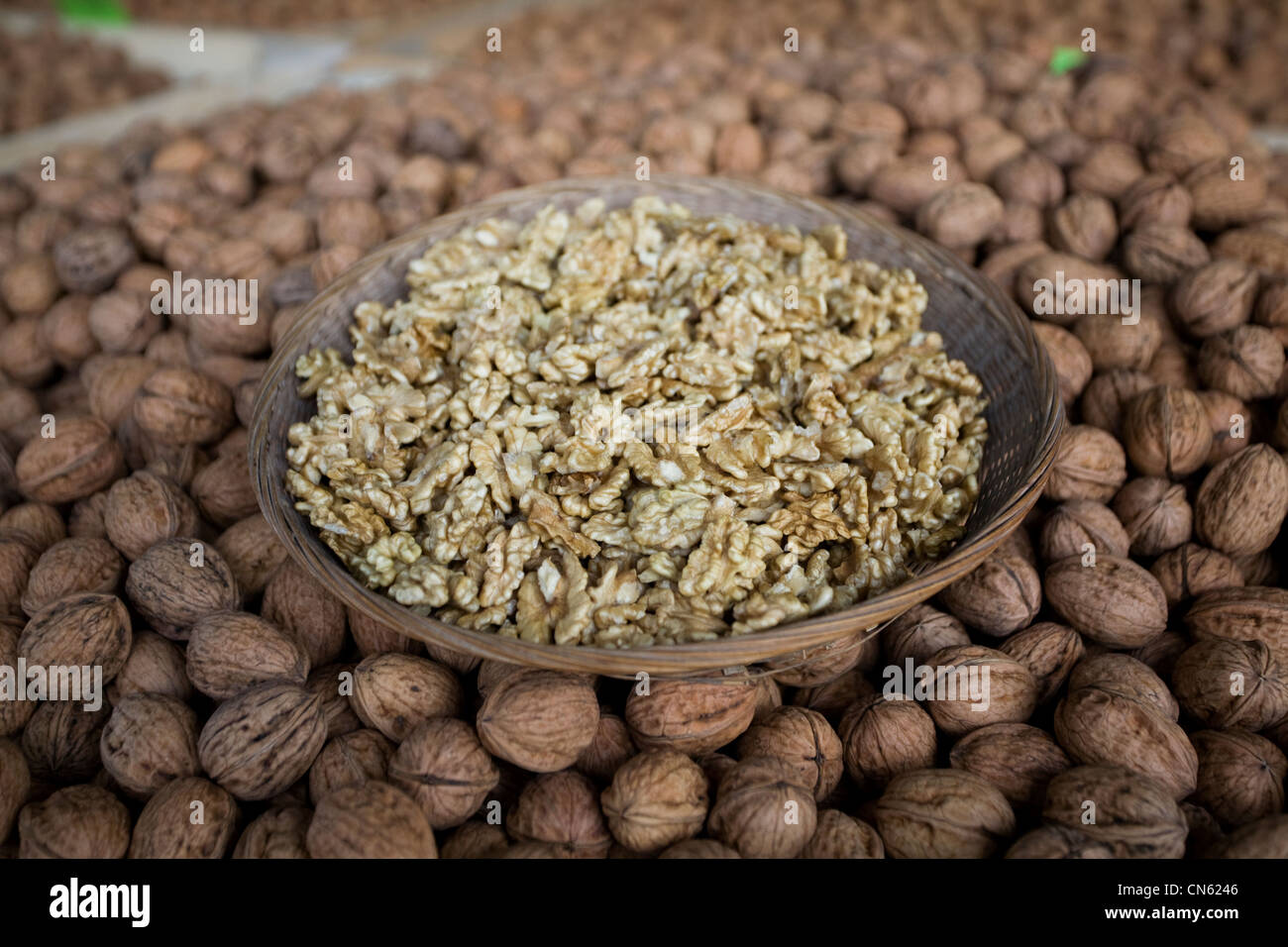 France, Isère, Sud Gresivaudan, noix et cerneaux de noix de Grenoble AOC sur une ferme près de Vinay Banque D'Images