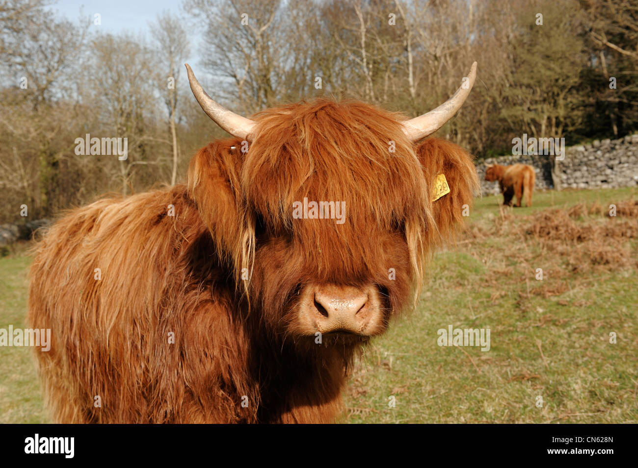 Highland cattle Banque D'Images