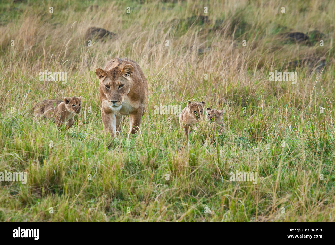 Lionne africaine marcher avec trois oursons, Panthera leo, Masai Mara National Reserve, Kenya, Africa Banque D'Images