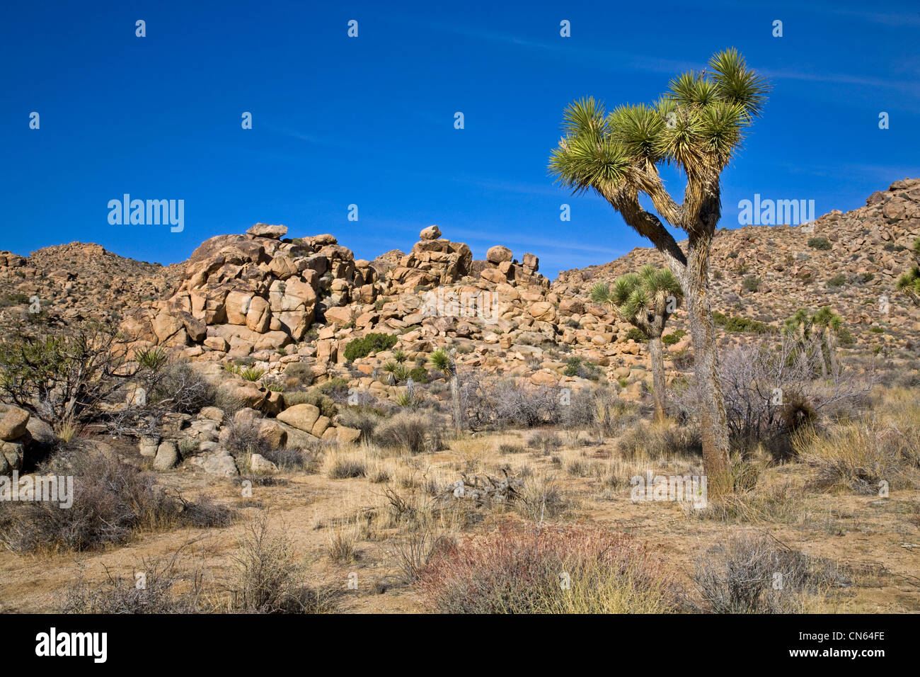 Paysage désertique dans Joshua Tree National Monument, Californie Banque D'Images
