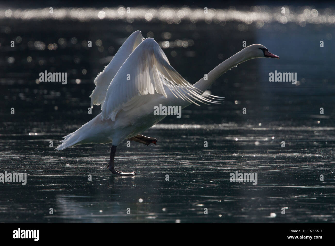 Un cygne sur un lac gelé. Parc de la tête d'or, Lyon, France. Banque D'Images