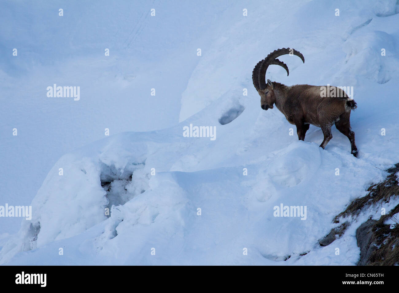 Homme de Bouquetin des Alpes (Capra ibex) au coucher du soleil dans les Alpes en hiver. Banque D'Images